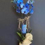 Mavi Orkide (çift dallı)