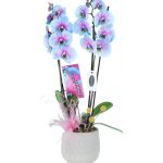 Alacalı Orkide (Çift Dallı)