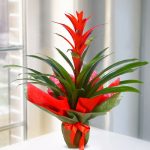 GUZMANIA