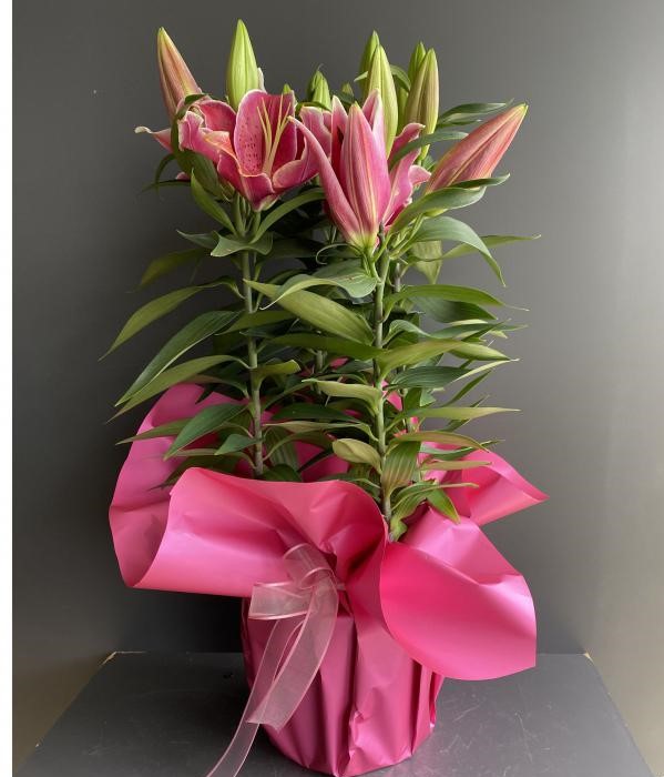 lilyum (zambak) LİLYUM (zambak) - Görsel 1