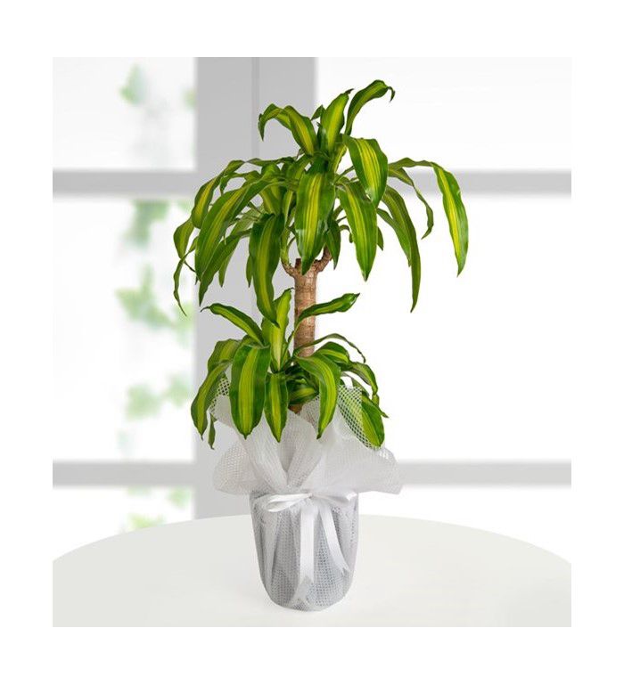 Dracena-Massengena DRACENA MASSENGENA - Görsel 1