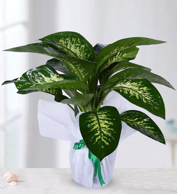 Difenbahya DİFENBAHYA - Görsel 1