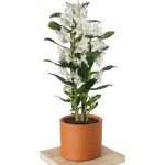 BAMBU ORKİDE (beyaz) SERAMİKLİ