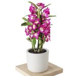 BAMBU ORKİDE (mor) SERAMİKLİ