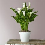 GALA (beyaz) SERAMİKLİ