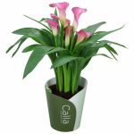 GALA (pembe) SERAMİKLİ