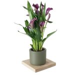 GALA (mor) SERAMİKLİ