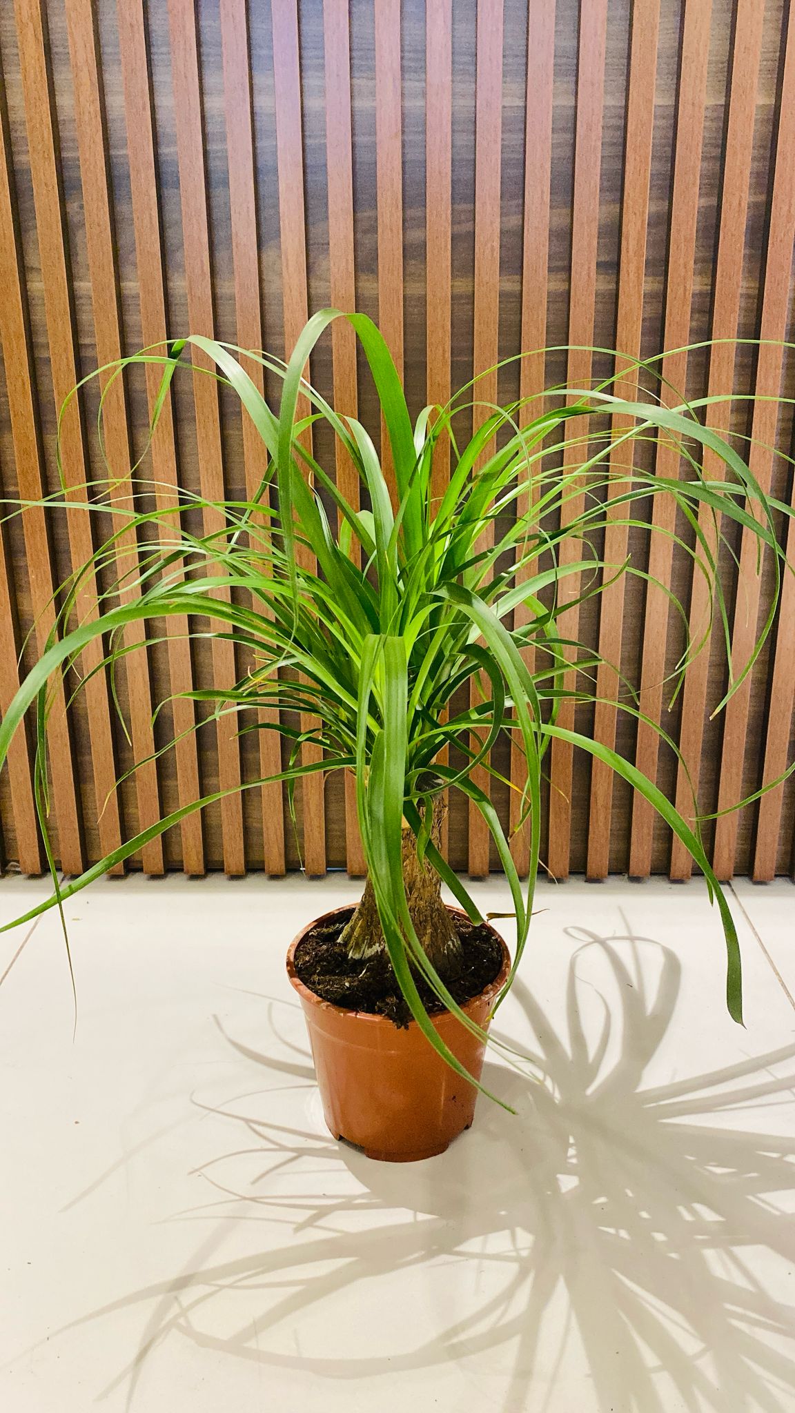 nolina-fil-ayagi NOLİNA FİL AYAĞI - Görsel 1