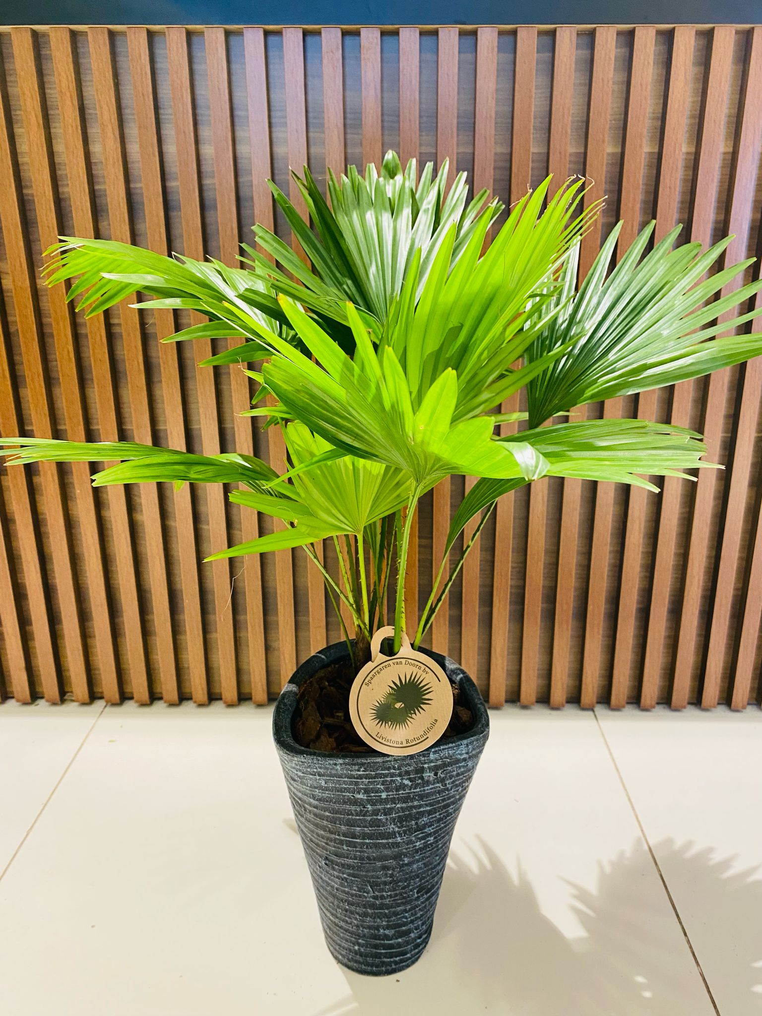 Livistona LİVİSTONA - Görsel 1