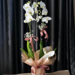 ORKİDE BEYAZ (çift dallı)