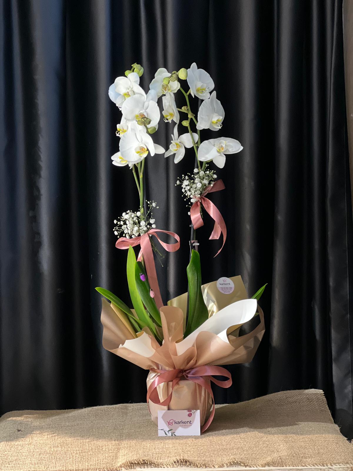 beyaz orkide (çift dallı) ORKİDE BEYAZ (çift dallı) - Görsel 1