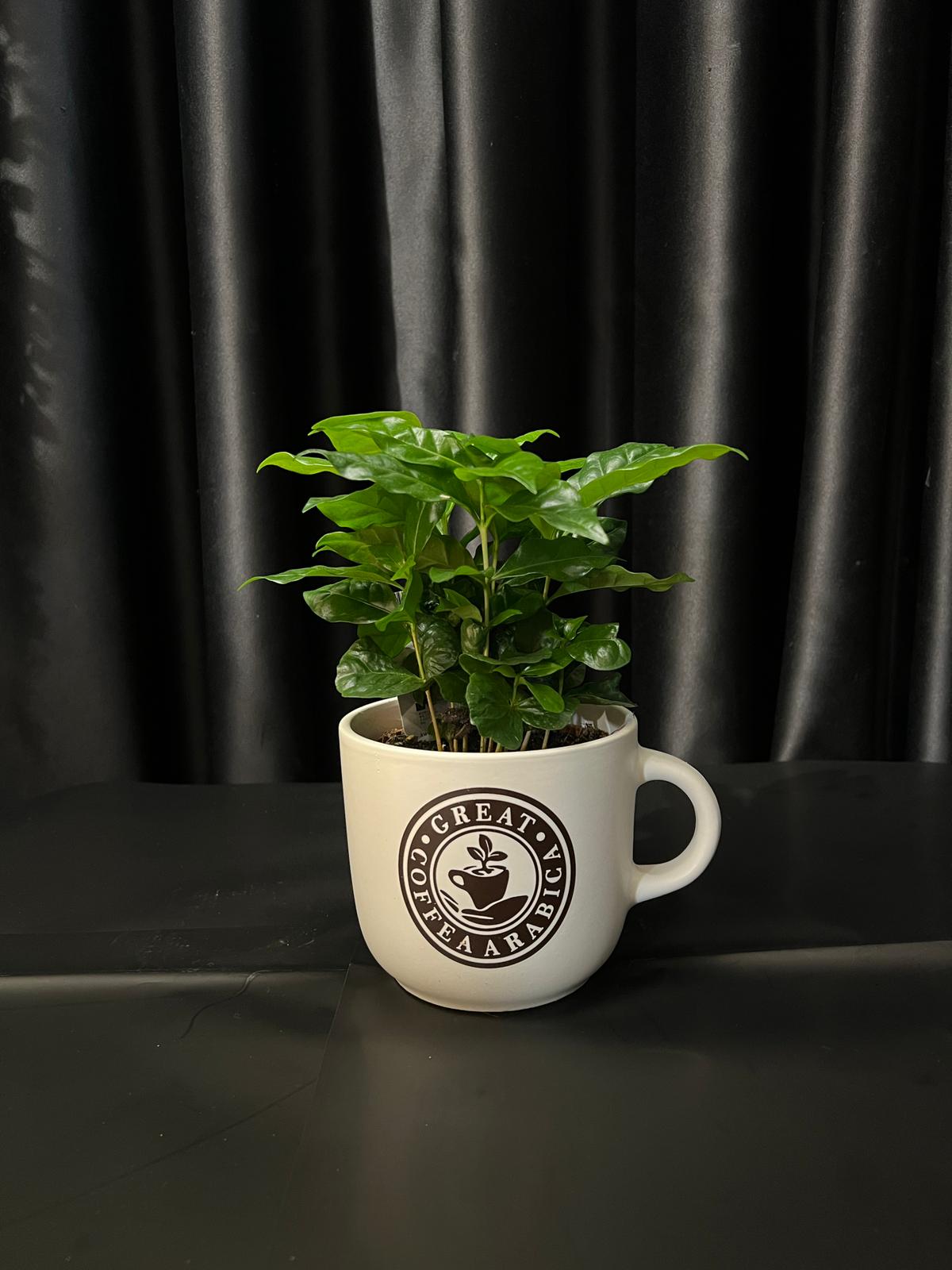 KAHVE AGACİ KAHVE AĞACI - Görsel 1