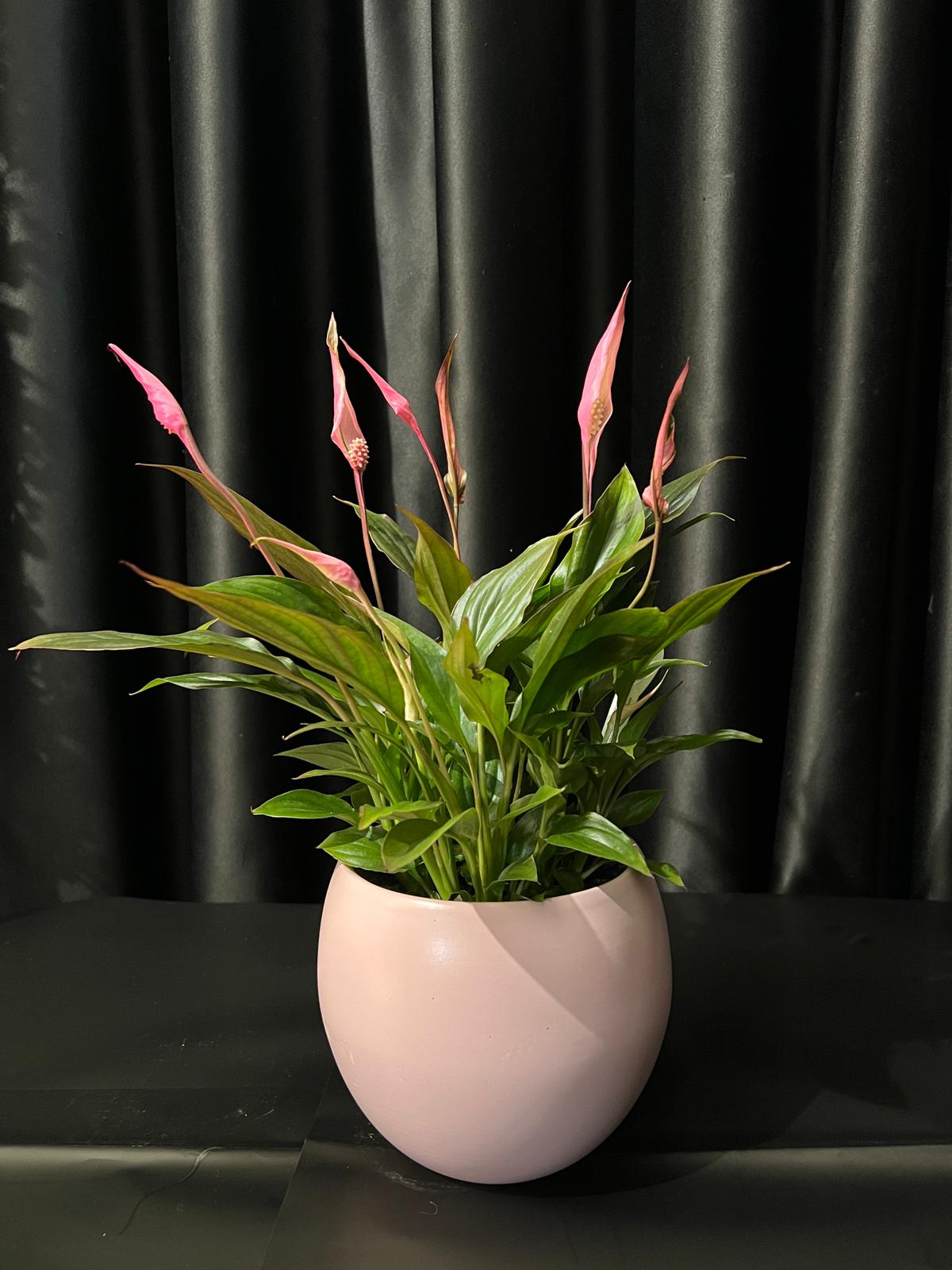 baris-cicegi BARIŞ ÇİÇEĞİ (pembe) - Görsel 1