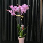 ORKİDE (pembe)