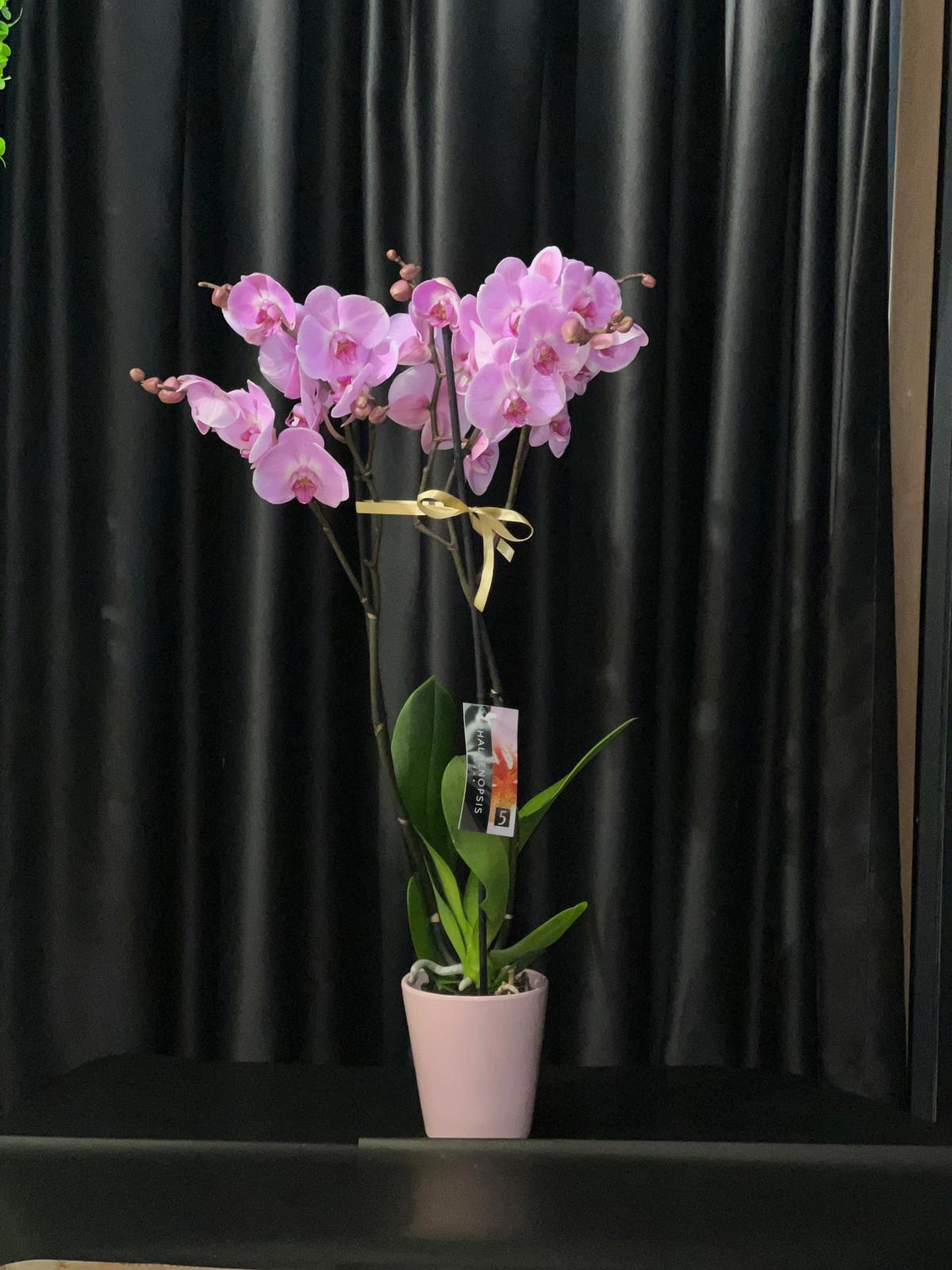 WhatsApp Image 2026-01-15 at 16.25.32 (1) ORKİDE (pembe) - Görsel 1