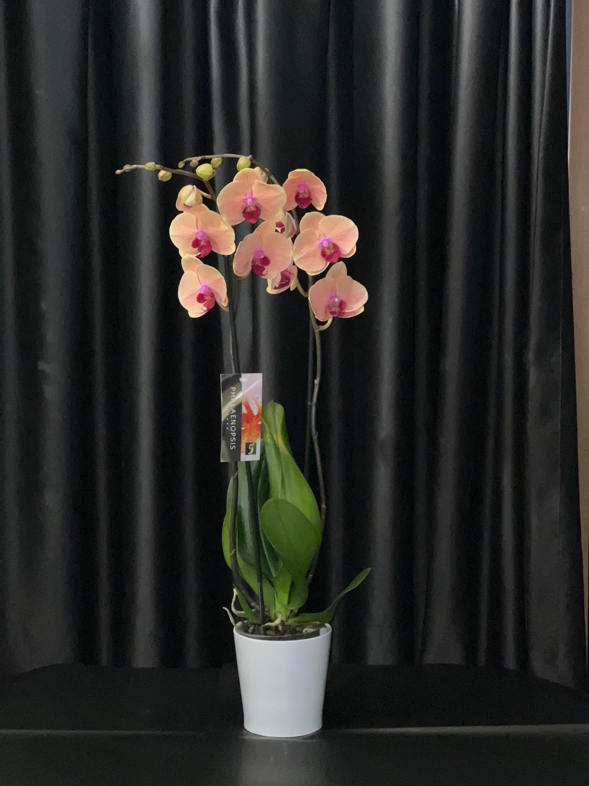 orkide-turuncu ORKİDE (turuncu) - Görsel 1